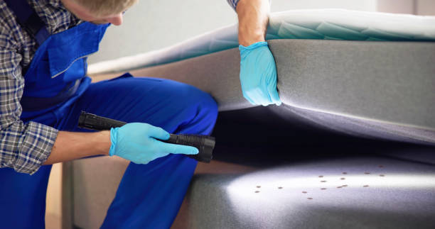 Best Flea Control Services  in Tool, TX