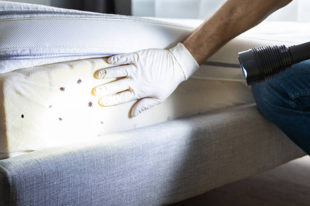 Pest Control Cost in Tool, TX